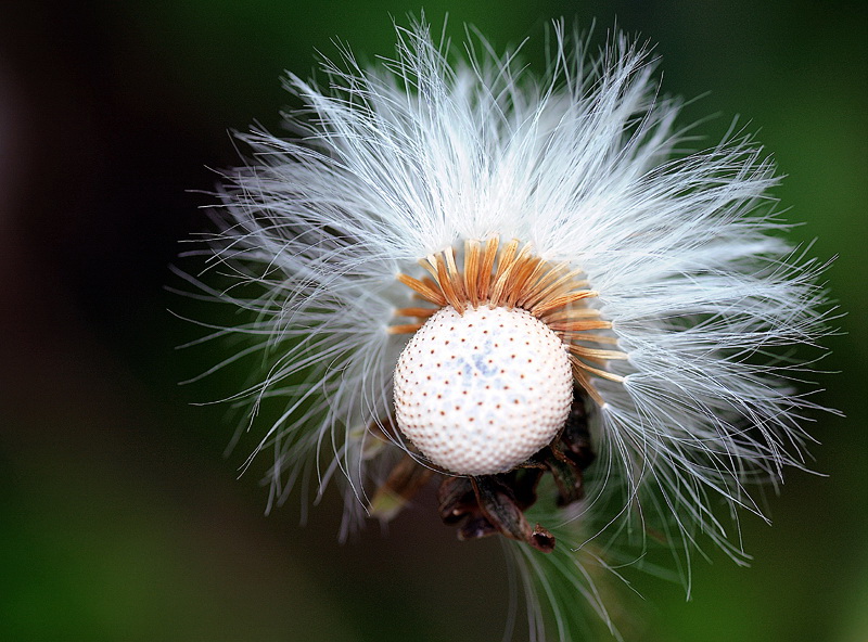 Blume D30_8611 Kopie.jpg   26.04.jpg